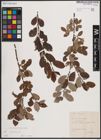 Foto von Salix caprea L.